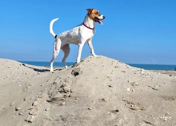 Apartment Monolocale Estensi